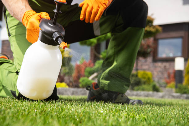 Best Termite Control Services  in Franklin, NJ