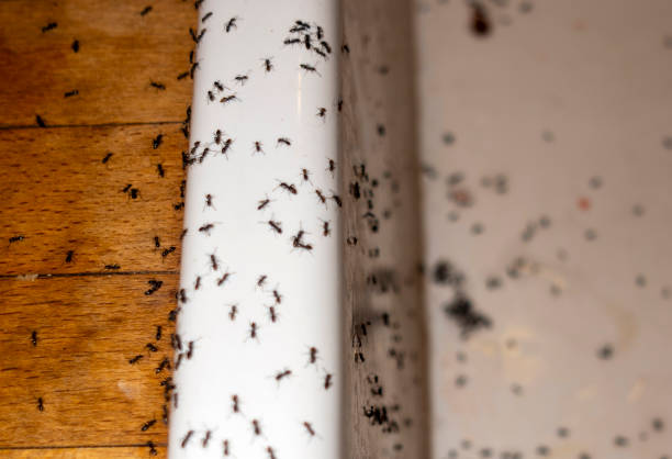 Best Ant Control Services  in Franklin, NJ