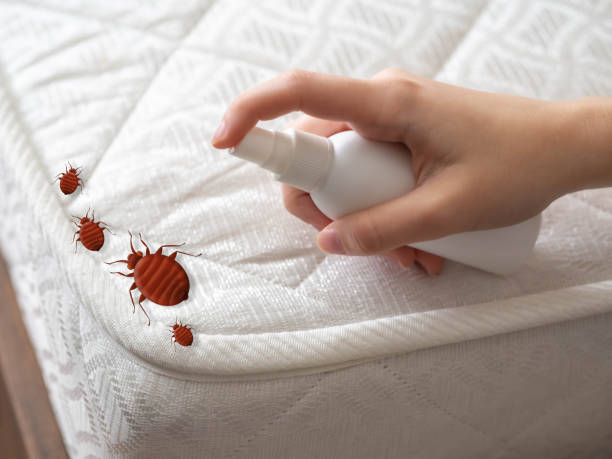 Flea Control Services in Franklin, NJ