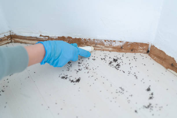 Best Local Pest Control Services  in Franklin, NJ